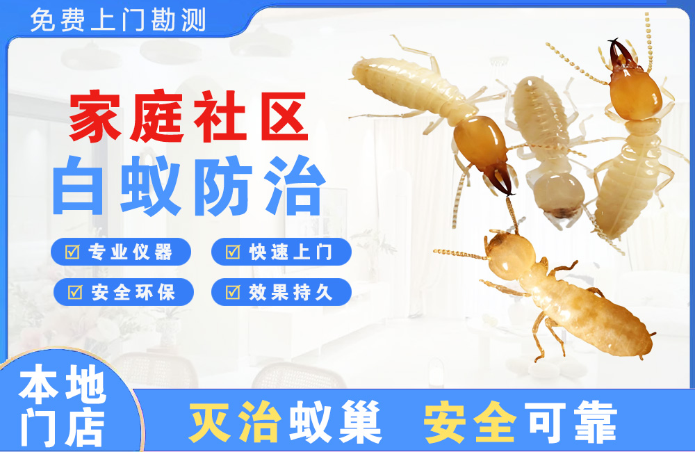 楚雄家庭社区白蚁防治